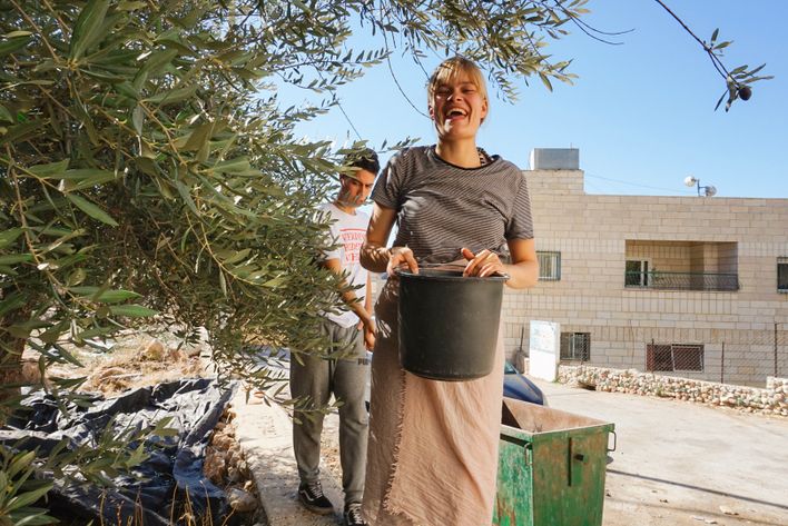 Silkeborg højskole samler oliven i palæstina