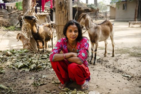 Kvinde iført rødt tøj sidder på hug foran spisende geder, i Nepal