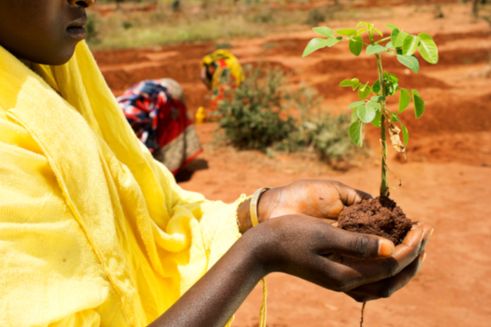 Kvinde i gul kjole skal i gang med at plante et træ, som hun har i hænderne