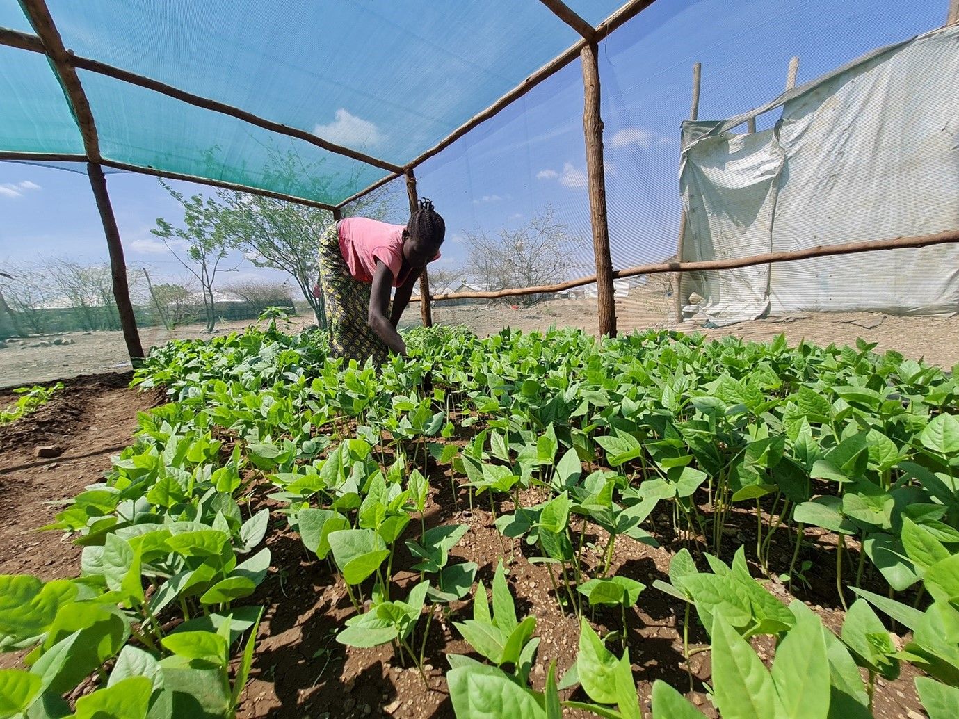 Refugee garden project in Kenya