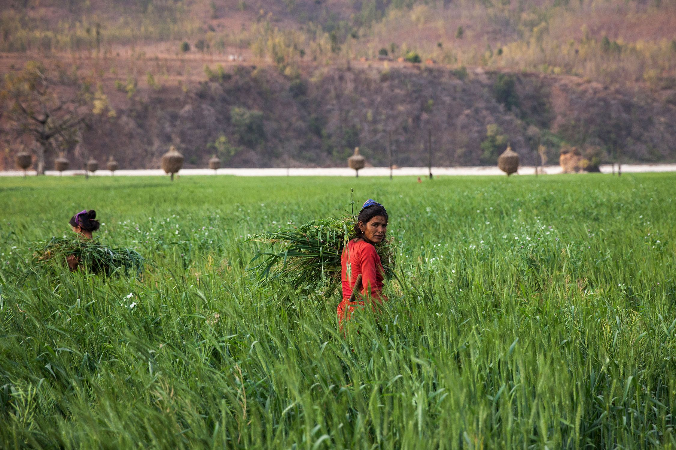 Kvinder arbejder i marken, Banlek, Nepal.