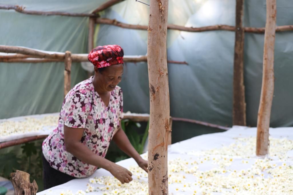 Esther is one of the pyrethrum farmers supported by DCA and private sector player through the Daisy project to acquire a solar dryer to avert post harvest losses.