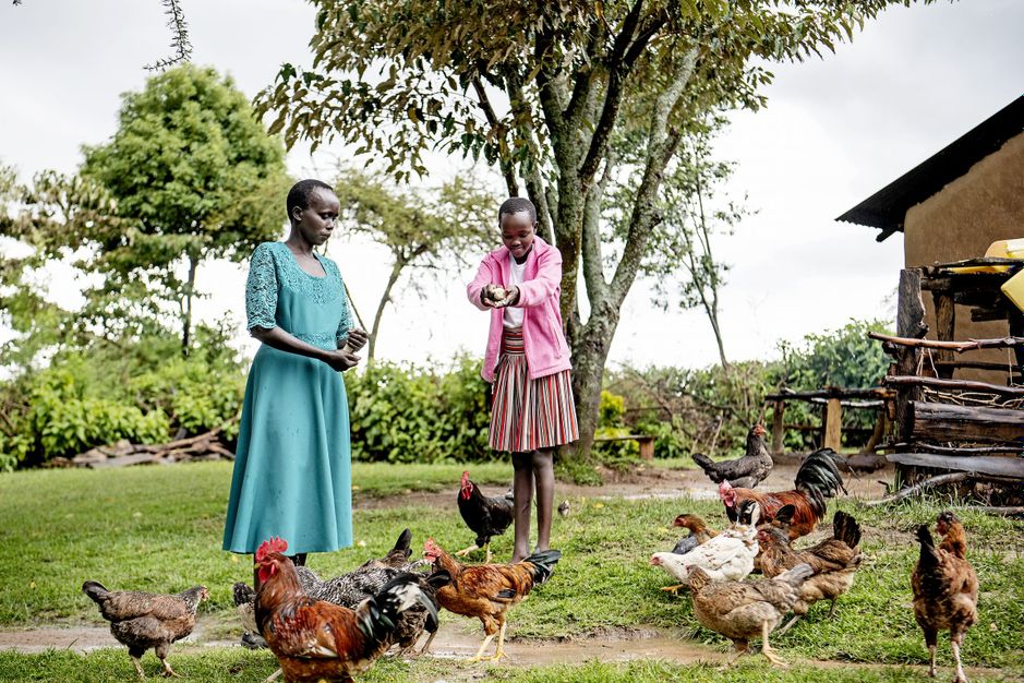 Høns bliver fodret i Kenya