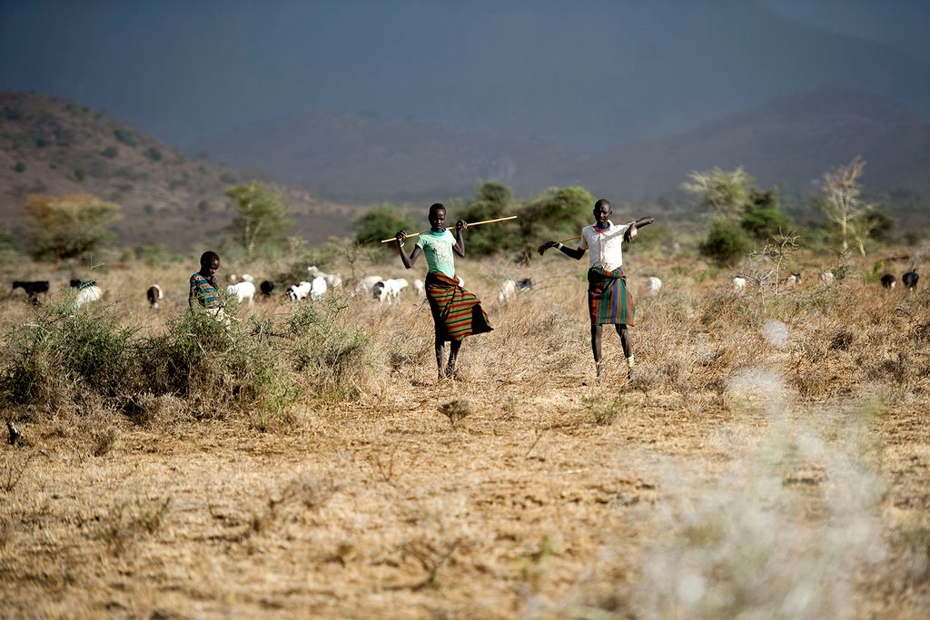 Hyrder vogter over geder i Uganda