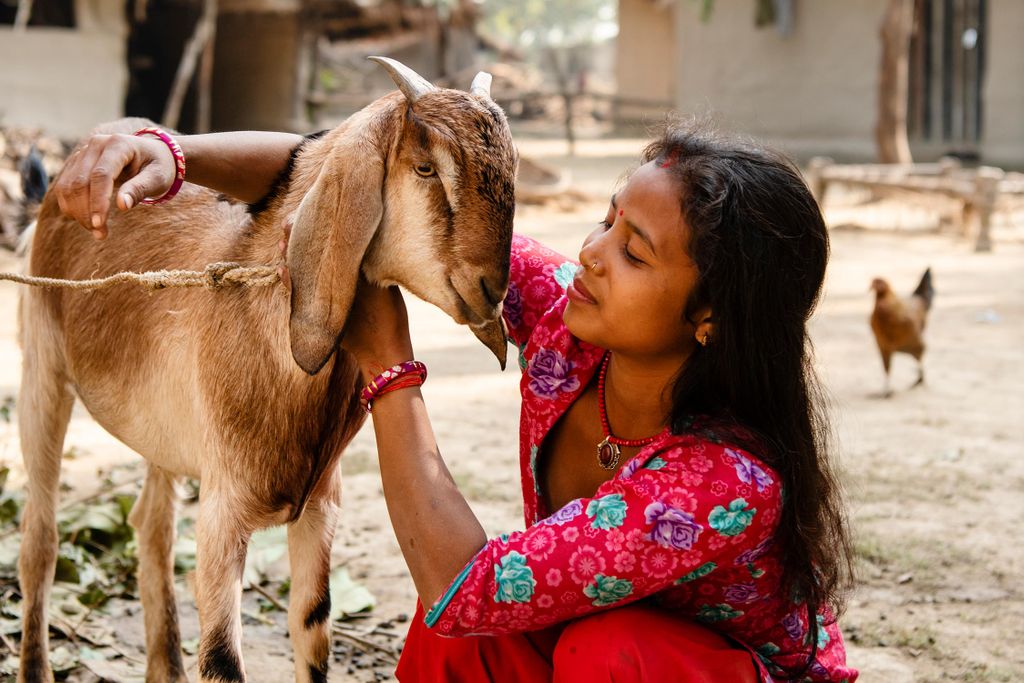 Kvinde med ged i Nepal