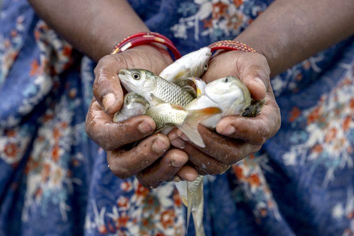 Kvinde løfter småfisk op med hænderne