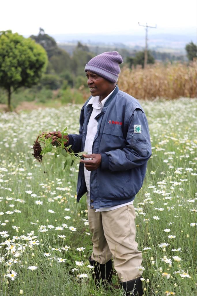 Peter Njoroge is a pyrethrum farmer onboarded in the Daisy Project by DCA targeting pyrethrum farmers in Nakuru county. DCA in partnership with a private sector player is helping the farmers get solar dryers to maximize their production and avoid losses.