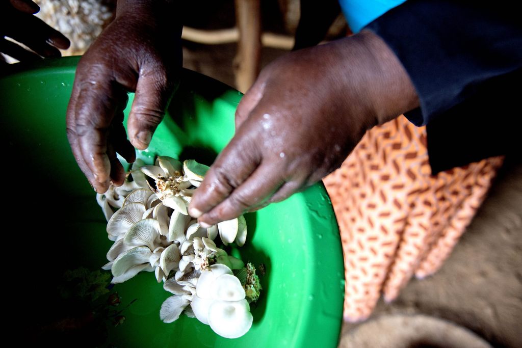 Kvinde dyrker svampe i Zimbabwe