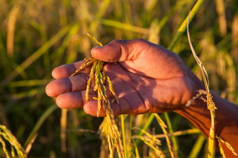 Person holder høst i en hånd