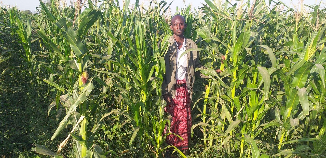 Habena stands at his maize farm that was cultivated through a sharecropping arrangement.