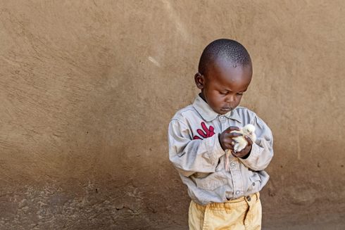 Kenyansk dreng i gule bukser, står med en kylling i hænderne - Giv en Ged kampagne - Folkekirkens Nødhjælp