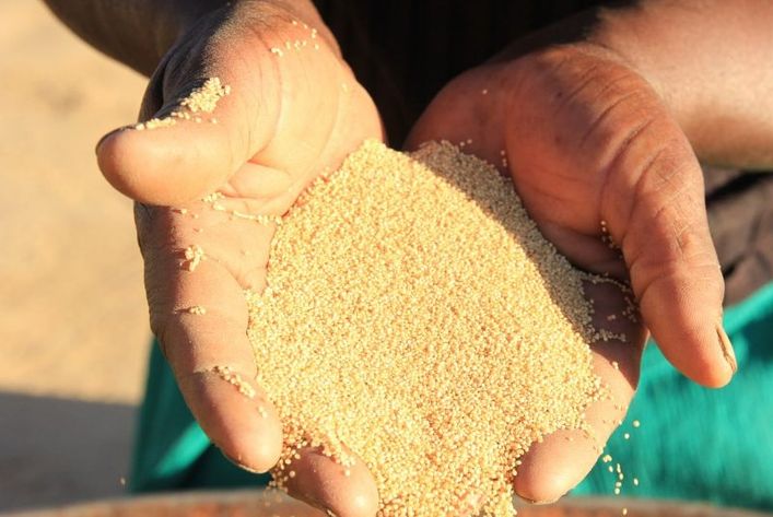 quinoa afgrøde i hænder