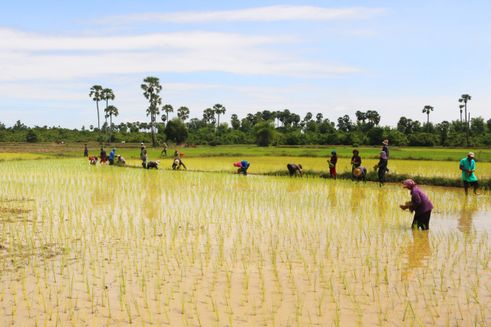 Agile IV agricultural project in Cambodia