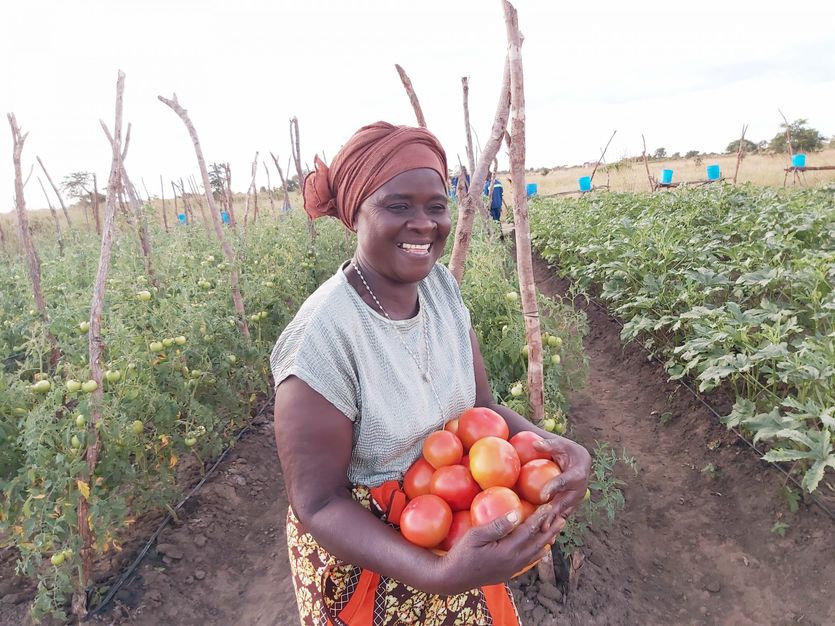 Kvinde fra Zambia høster røde tomater